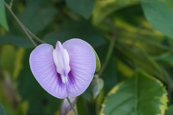 Close Color Flower Growing Outdoor — Stock Photo, Image