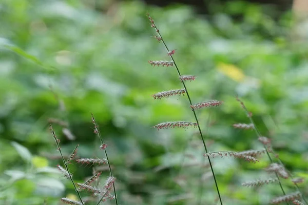 Gros Plan Plantes Sauvages Extérieur Jour — Photo