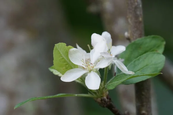 Close Flores Cor Crescendo Livre — Fotografia de Stock