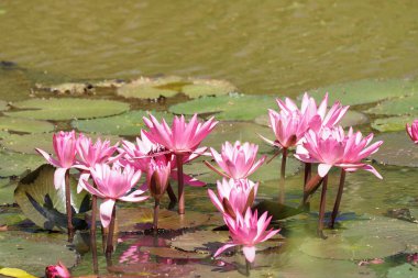 suda yetişen zambak çiçek yakın 