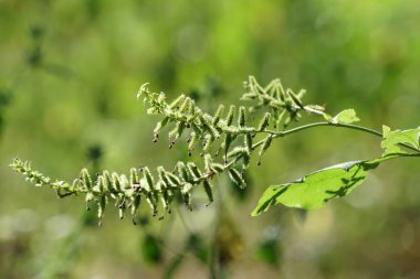 gün içinde açık havada vahşi bitkilerin yakın 