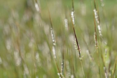 gün içinde açık havada vahşi bitkilerin yakın 