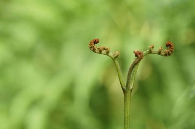 gün içinde açık havada vahşi bitkilerin yakın 