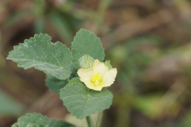 gündüz açık havada büyüyen vahşi bitkilerin yakın 