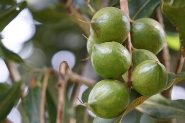 gündüz ağacında büyüyen egzotik meyveler 
