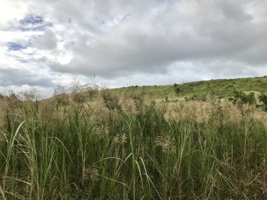 gündüz açık havada büyüyen vahşi bitkilerin yakın 