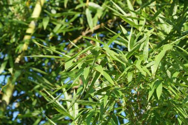 gündüz açık havada büyüyen vahşi bitkilerin yakın 