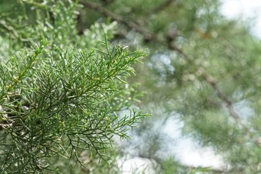 gün içinde açık havada vahşi bitkilerin yakın 