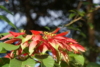 gün içinde açık havada vahşi bitkilerin yakın 