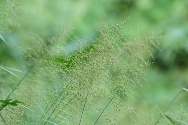gün içinde açık havada vahşi bitkilerin yakın 