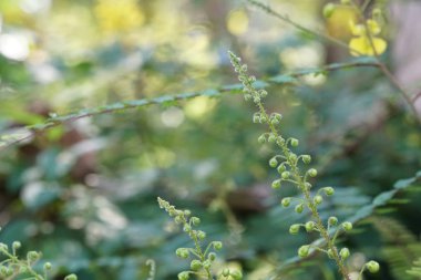 gün içinde açık havada vahşi bitkilerin yakın 