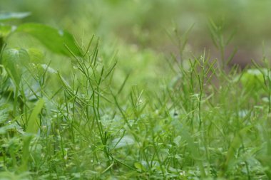 gündüz açık havada büyüyen vahşi bitkilerin yakın 