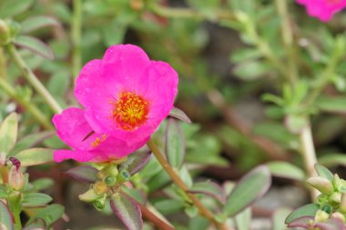 Açık büyüyen renk çiçekler yakın 