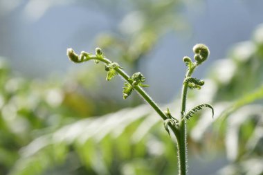 gün içinde açık havada vahşi bitkilerin yakın 