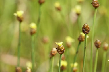 Açık büyüyen renk çiçekler yakın 