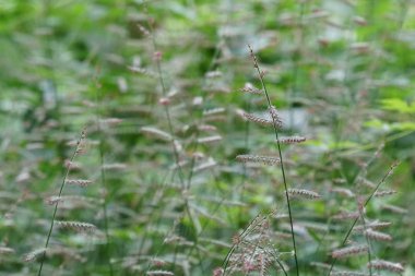 gün içinde açık havada vahşi bitkilerin yakın 