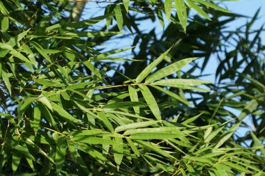 gün içinde açık havada vahşi bitkilerin yakın 