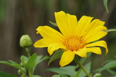 Açık büyüyen renk çiçeği yakın 