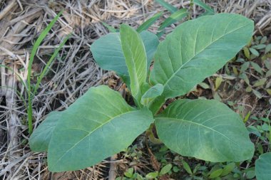 Gündüz, tarım alanının görünümü