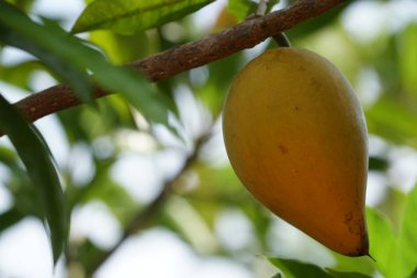 gündüz ağacında büyüyen egzotik meyveler 