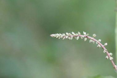 gün içinde açık havada vahşi bitkilerin yakın 