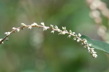 gün içinde açık havada vahşi bitkilerin yakın 