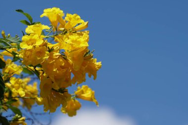 Açık büyüyen renk çiçekler yakın 