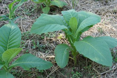 Gündüz, tarım alanının görünümü