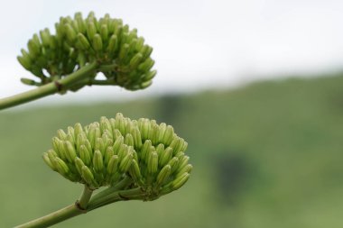 gündüz açık havada büyüyen vahşi bitkilerin yakın 