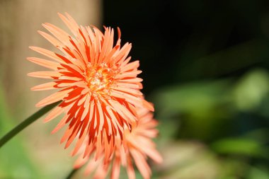 Açık büyüyen renk çiçeği yakın 