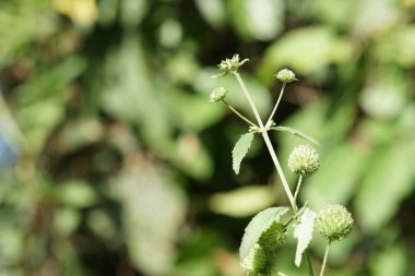 gün içinde açık havada vahşi bitkilerin yakın 