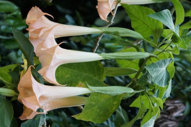 Açık büyüyen renk çiçekler yakın 