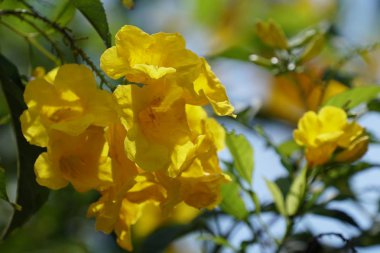 Açık büyüyen renk çiçekler yakın 
