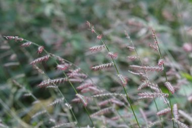 gün içinde açık havada vahşi bitkilerin yakın 