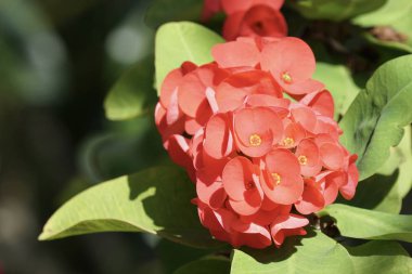 Açık büyüyen renk çiçekler yakın 