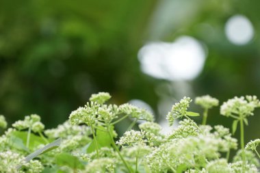 gündüz açık havada büyüyen vahşi bitkilerin yakın 
