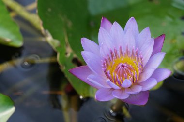 suda yetişen zambak çiçeği yakın 