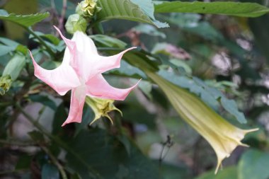 Açık büyüyen renk çiçeği yakın 