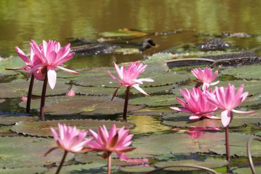 suda yetişen zambak çiçek yakın 