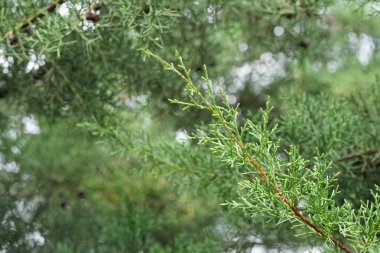 gün içinde açık havada vahşi bitkilerin yakın 