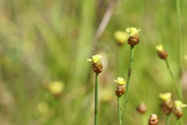 Açık büyüyen renk çiçekler yakın 