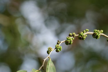 gün içinde açık havada vahşi bitkilerin yakın 