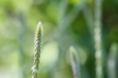 gün içinde açık havada vahşi bitkilerin yakın 