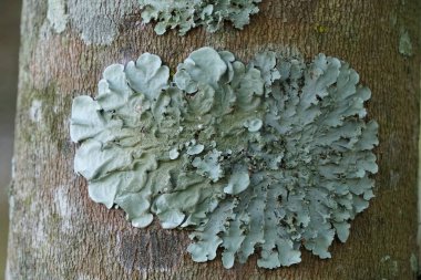 koyu yeşil yosun ile ağaç dalı üzerinde liken