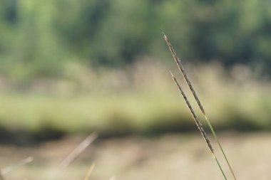 gün içinde açık havada vahşi bitkilerin yakın 
