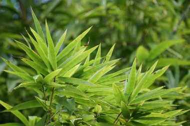 gün içinde açık havada vahşi bitkilerin yakın 