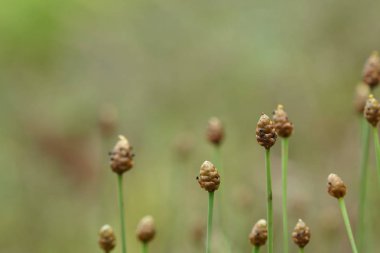 gün içinde açık havada vahşi bitkilerin yakın 