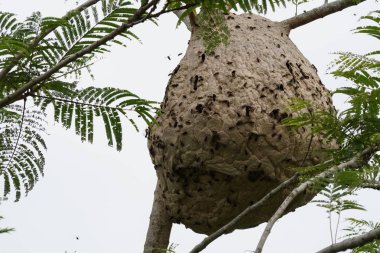 ağaç dalı üzerinde termit yuva yakın 