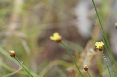 Açık büyüyen renk çiçekler yakın 