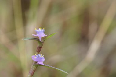 Açık büyüyen renk çiçekler yakın 
